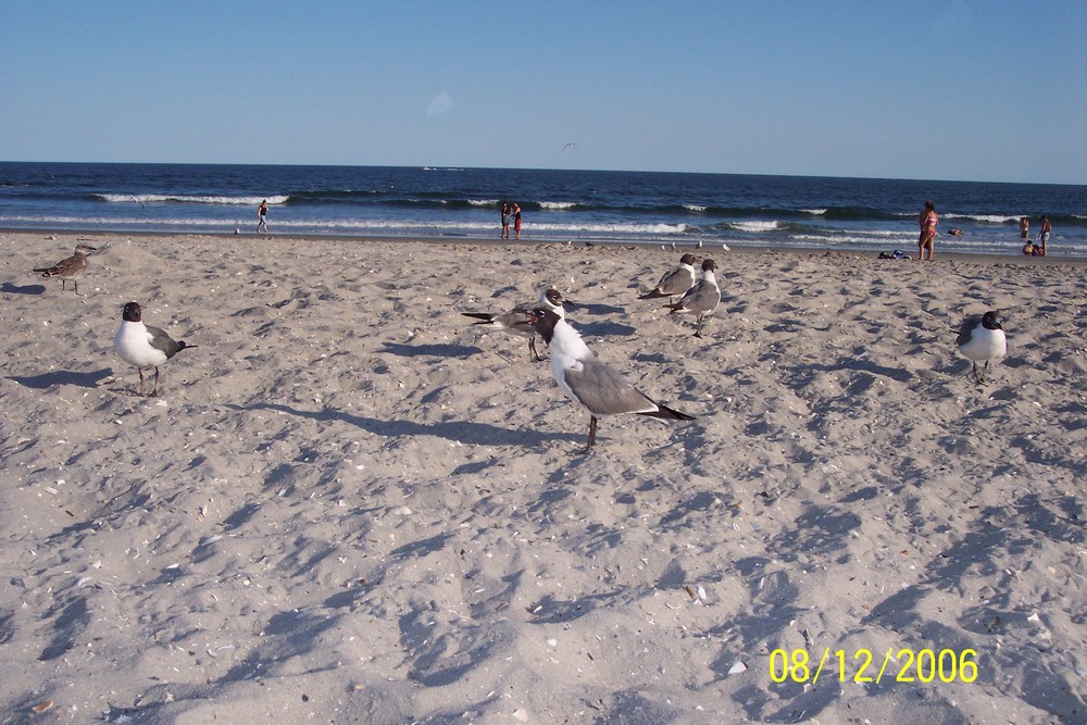 seagulls of atlantic city