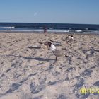 seagulls of atlantic city