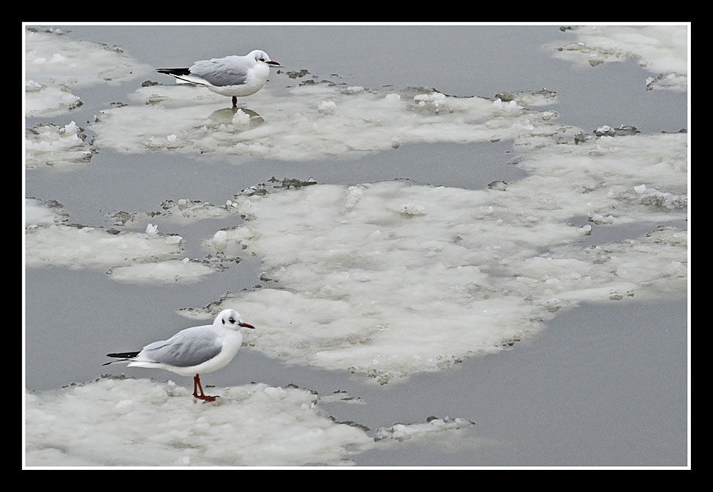 Seagulls on ice