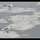 Seagulls on ice