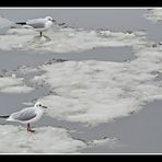 Seagulls on ice