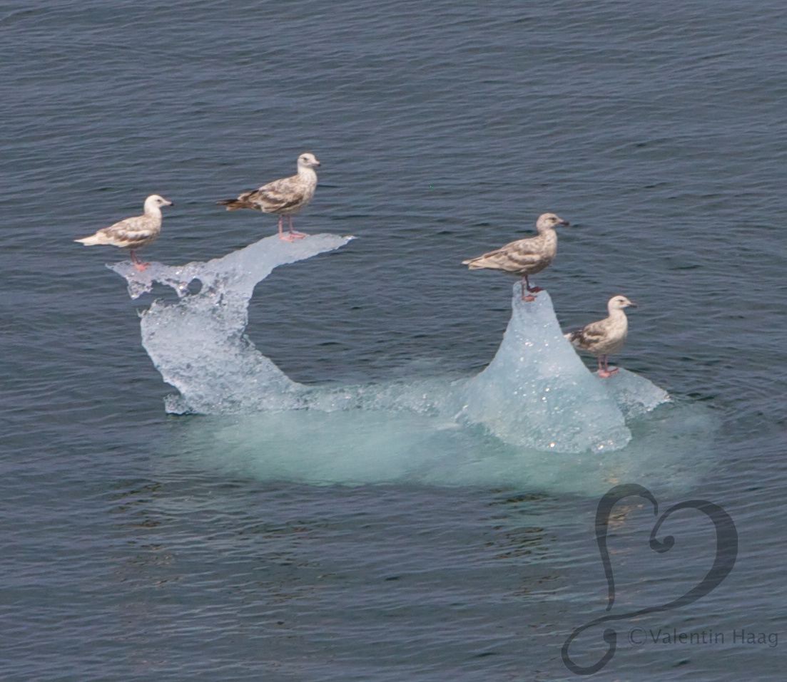 Seagulls on ice floe