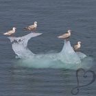 Seagulls on ice floe