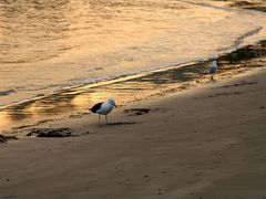 Seagulls on the beach