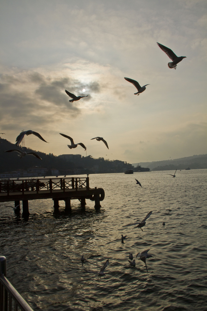 seagulls on the bosphorus