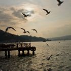 seagulls on the bosphorus