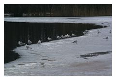 seagulls on the edge