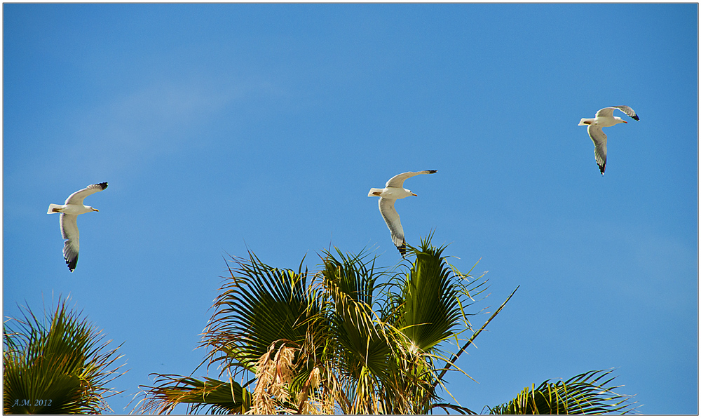 Seagulls over Almuñecar