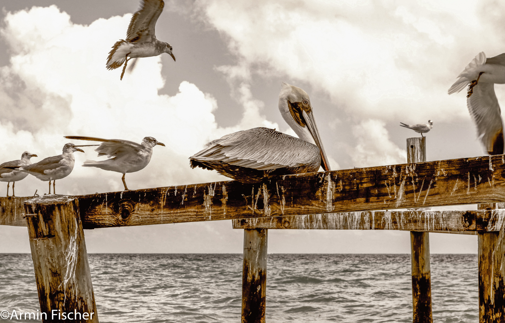 Seagulls, pelican, Mexico 2016