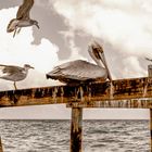 Seagulls, pelican, Mexico 2016