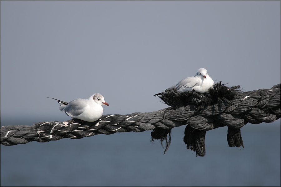 Seagull's Pride...