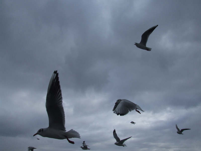 Seagull's Racing