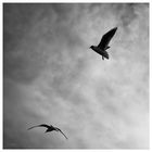 Seagulls - sky - view