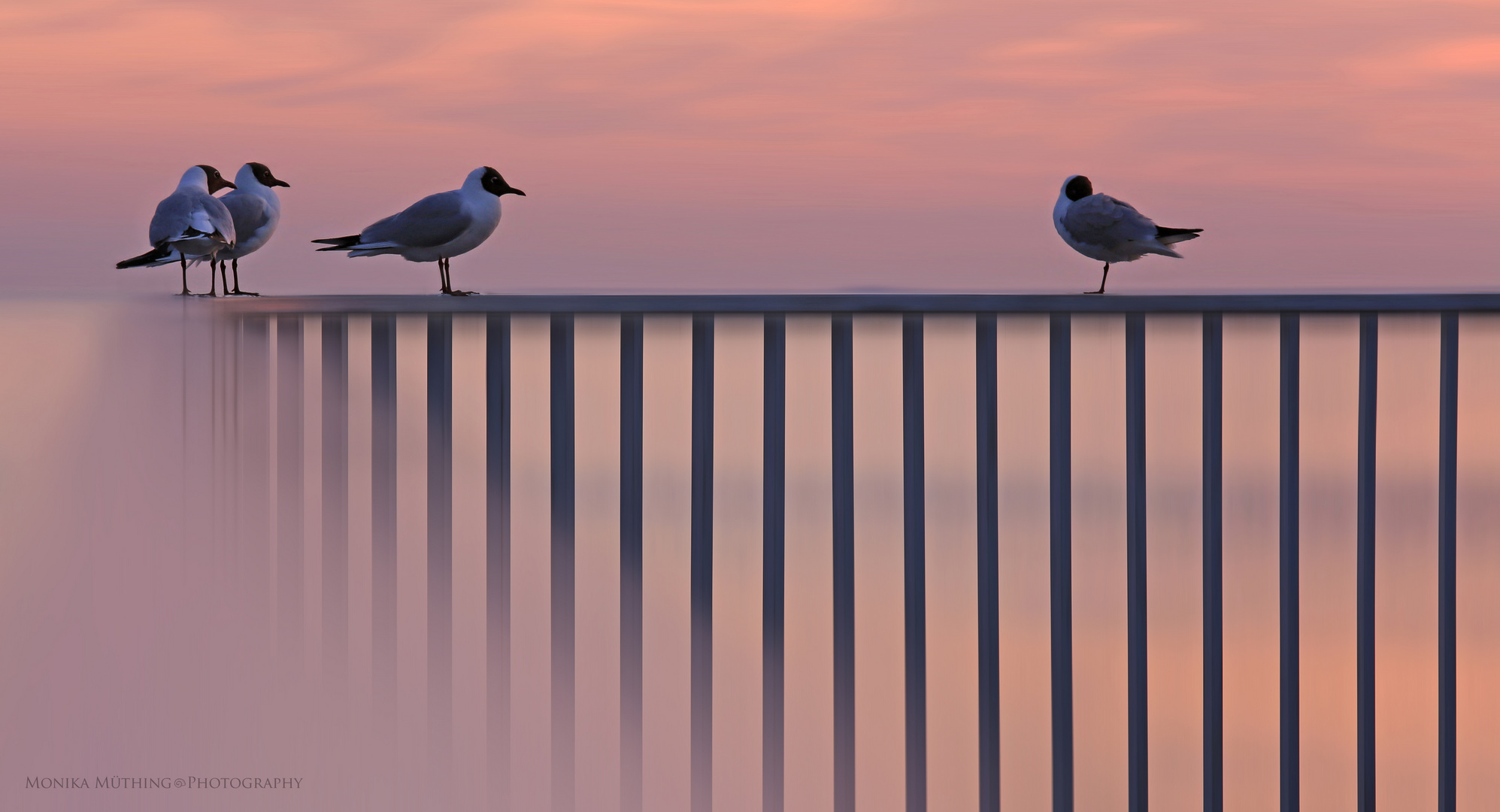 seagulls @ sunset