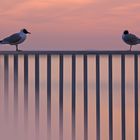 seagulls @ sunset