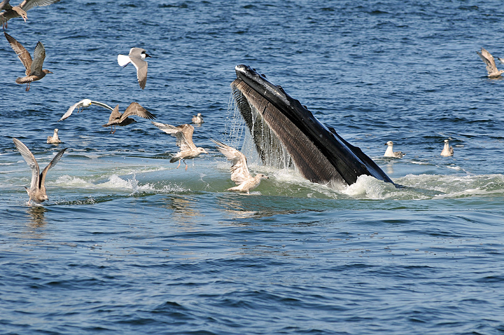 Seagulls & Whale