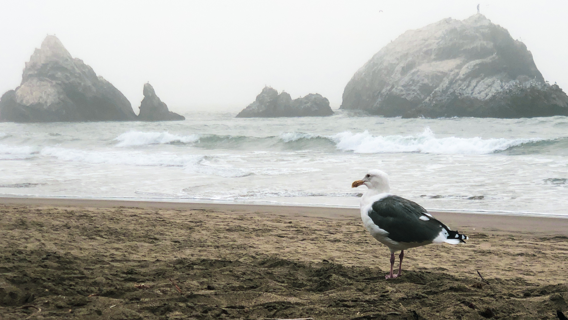 Seagull_Seal Rocks Beach