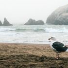 Seagull_Seal Rocks Beach