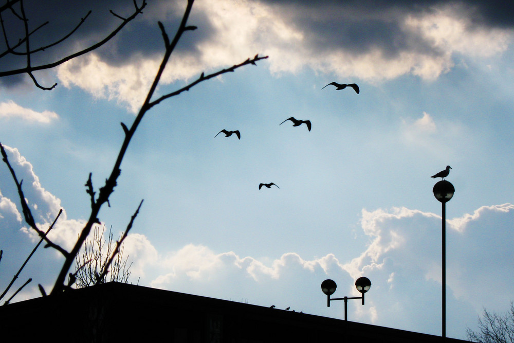 Seaguls over a car park