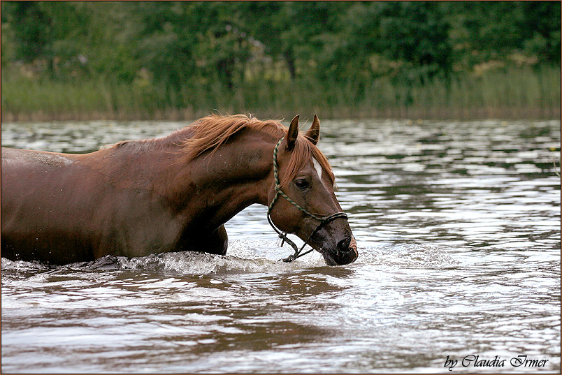 Seahorse