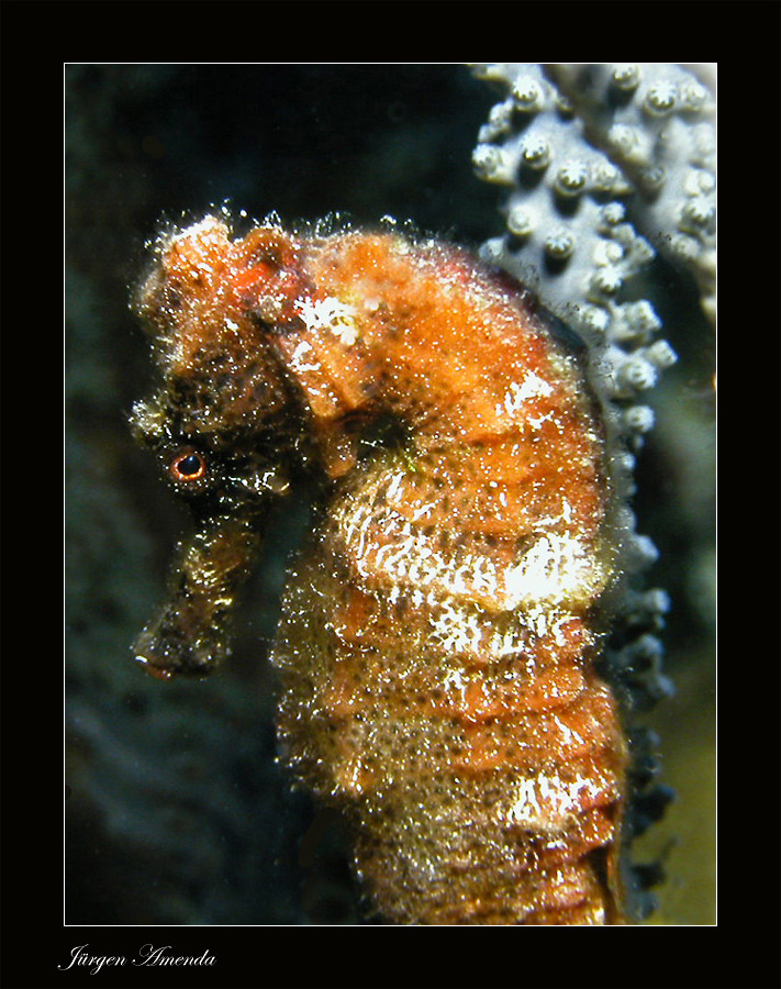 ....Seahorse....