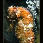 ....Seahorse....