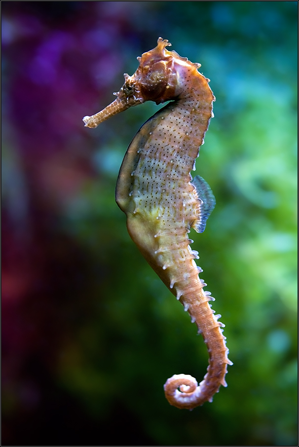 *Seahorse*