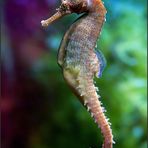 *Seahorse*