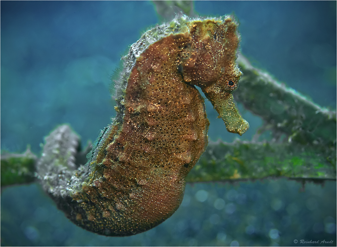 Seahorse