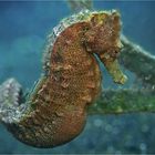 Seahorse