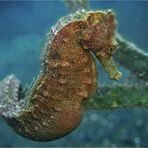 Seahorse