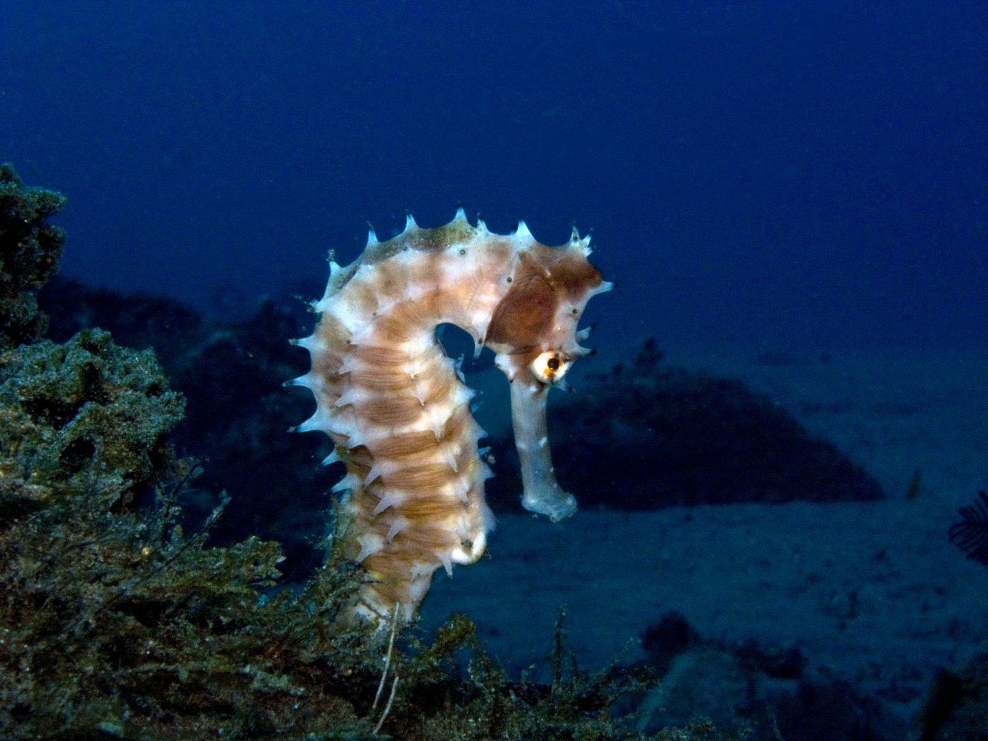 Seahorse