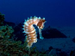 Seahorse