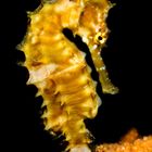 seahorse