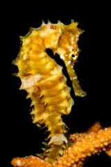 seahorse