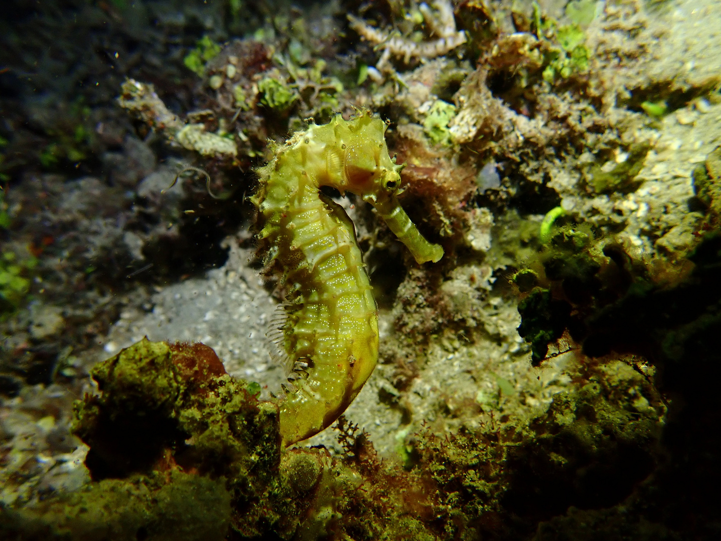 Seahorse 