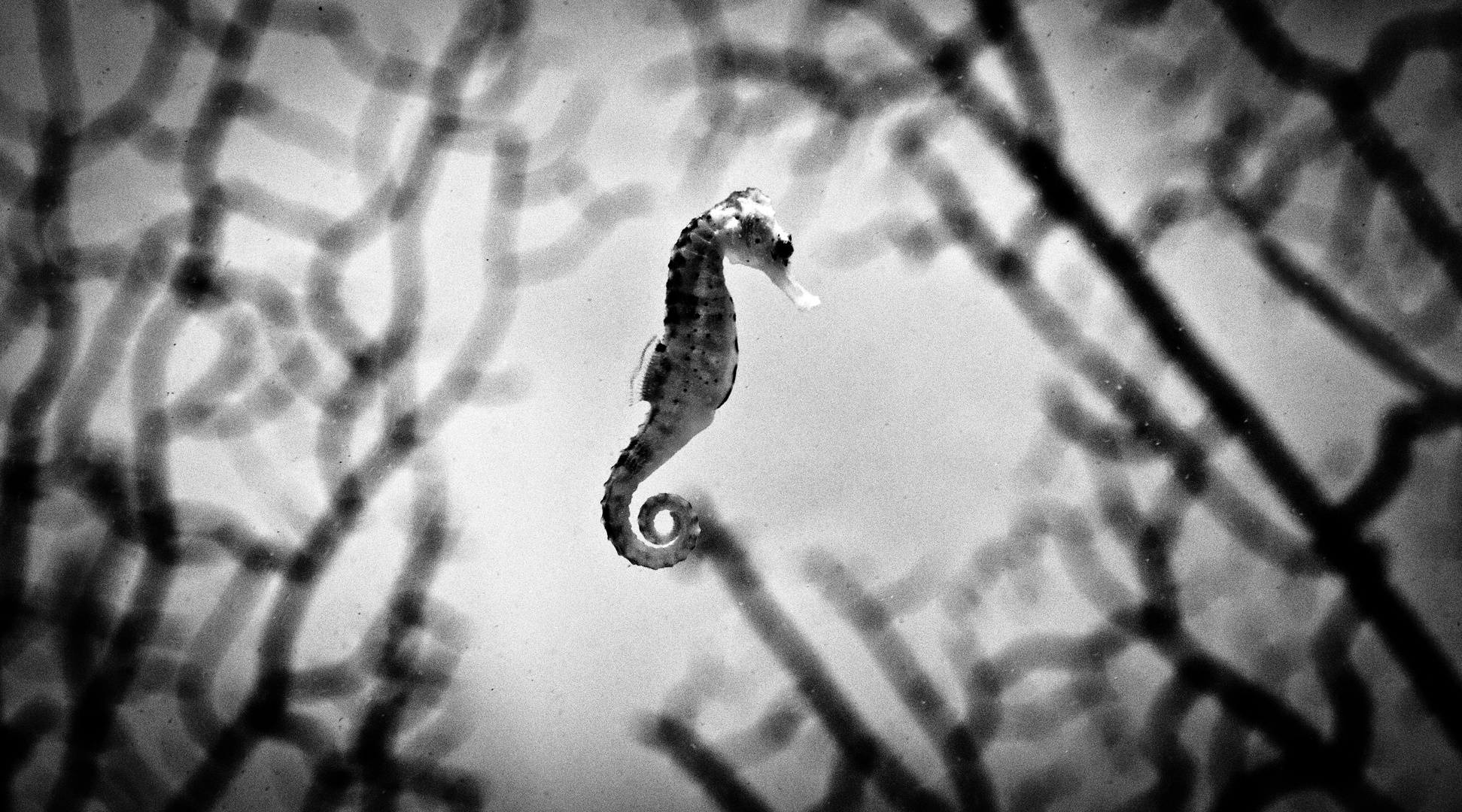 Seahorse