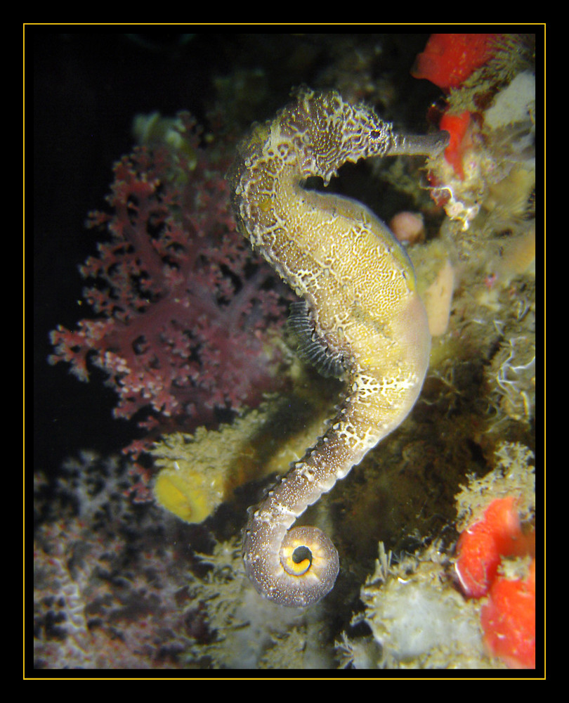 Seahorse I