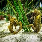 seahorses