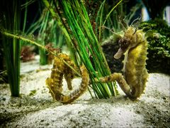 seahorses