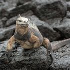 Sea_Iguana_01_1920x1200