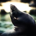 Seal