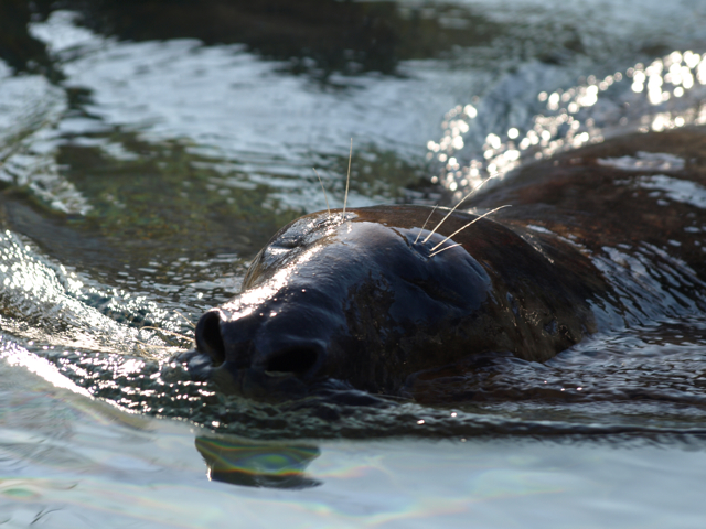 Seal