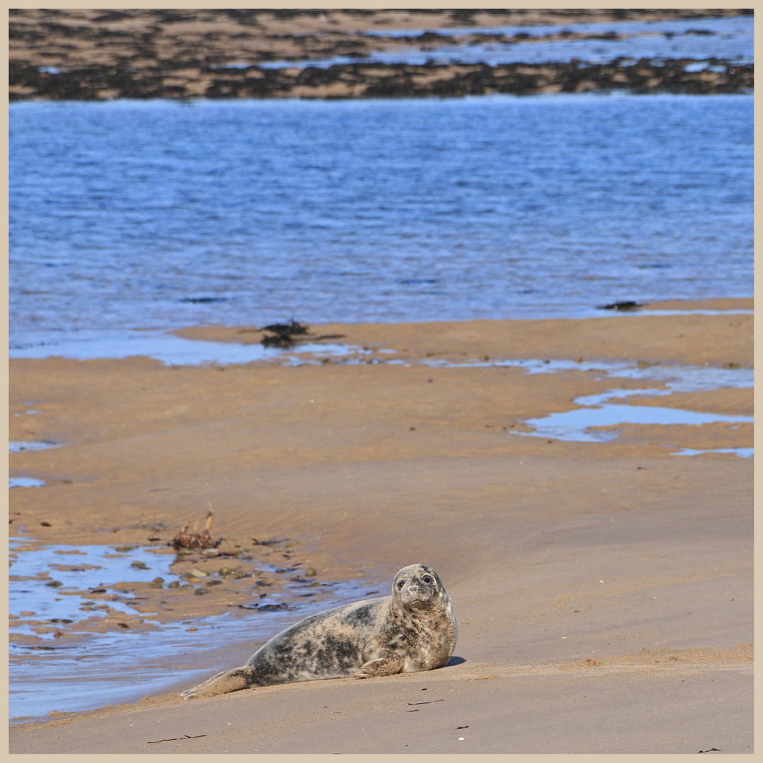 seal at guile point