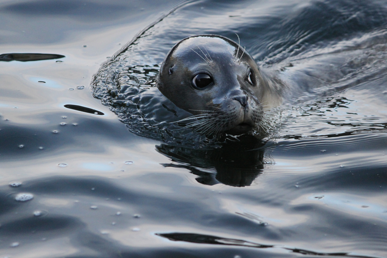 Seal