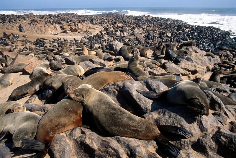 Seal Bay bei Swakopmund