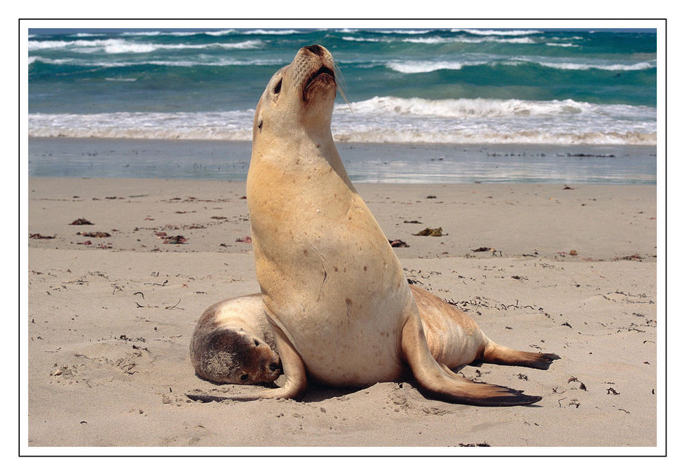 Seal Bay Conservation Park