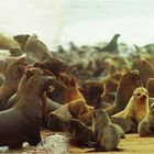 *** Seal Colony Cape Cross / 1968 ***