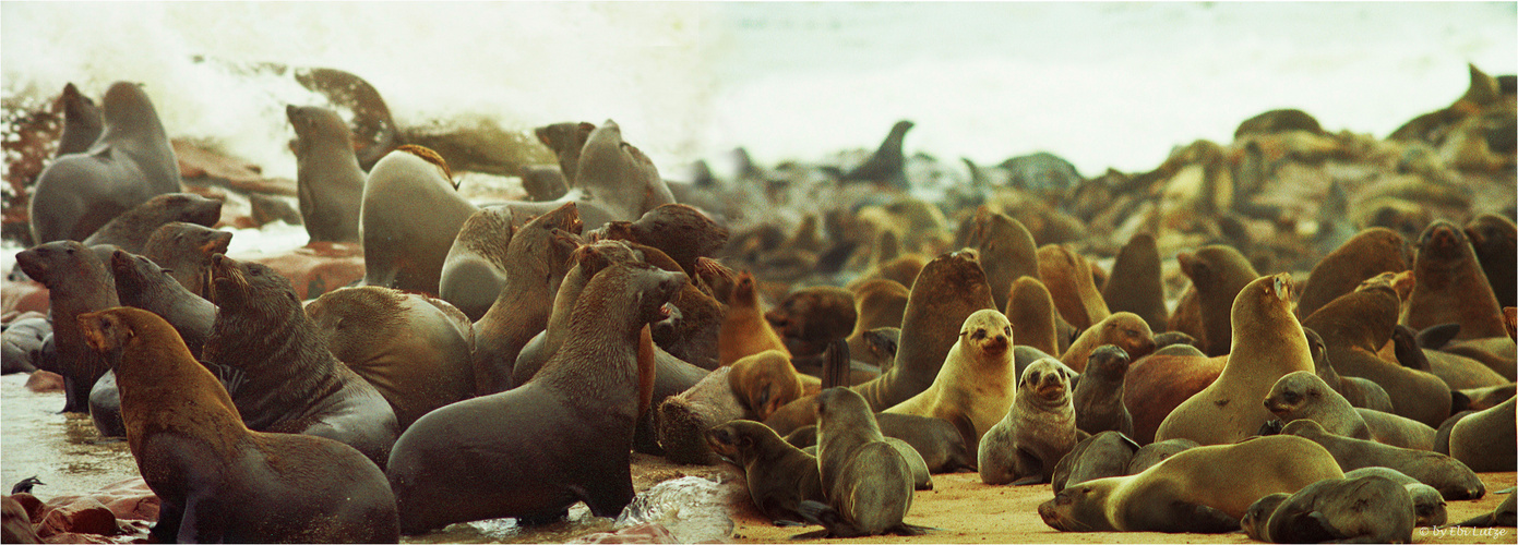 *** Seal Colony Cape Cross / 1968 ***