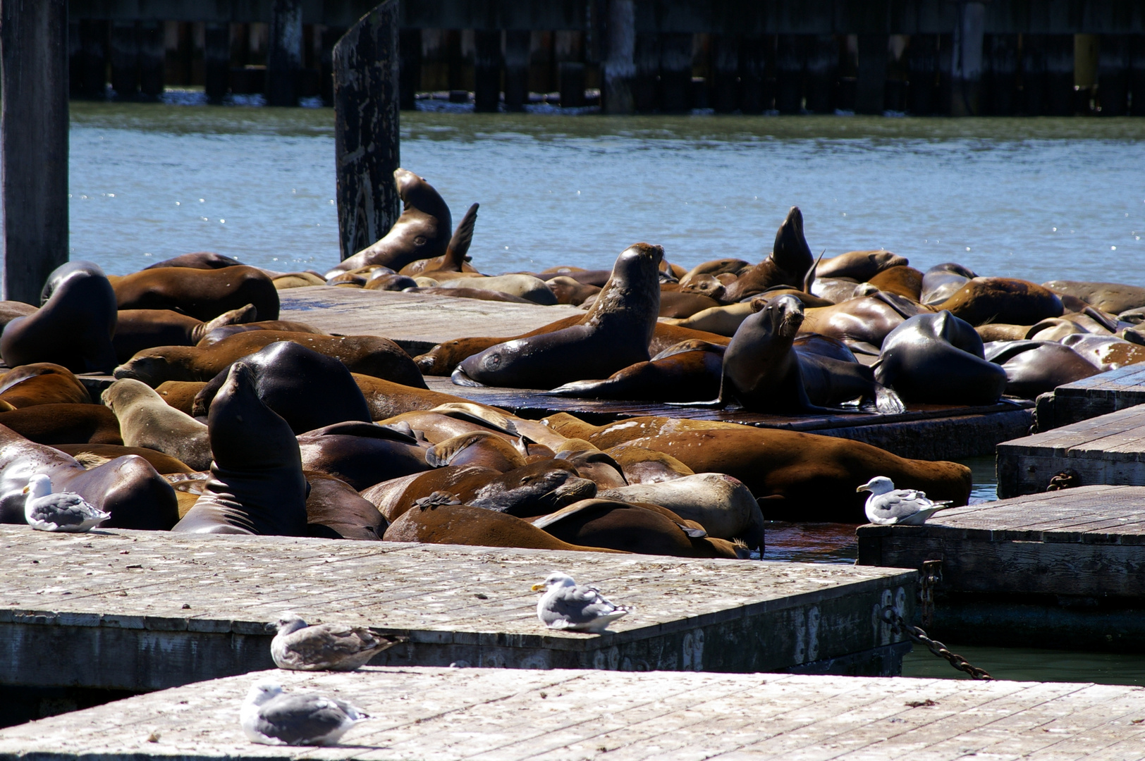 Seal Colony